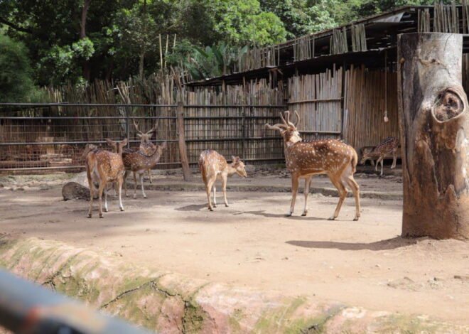 Farhan: Pengelola Baru Kebun Binatang Bandung Rampung Akhir April 2026