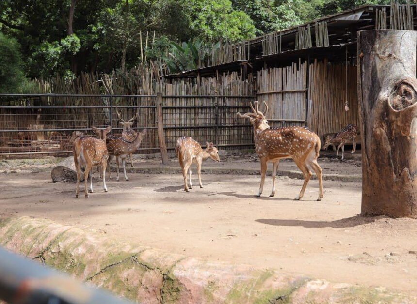 Farhan: Pengelola Baru Kebun Binatang Bandung Rampung Akhir April 2026