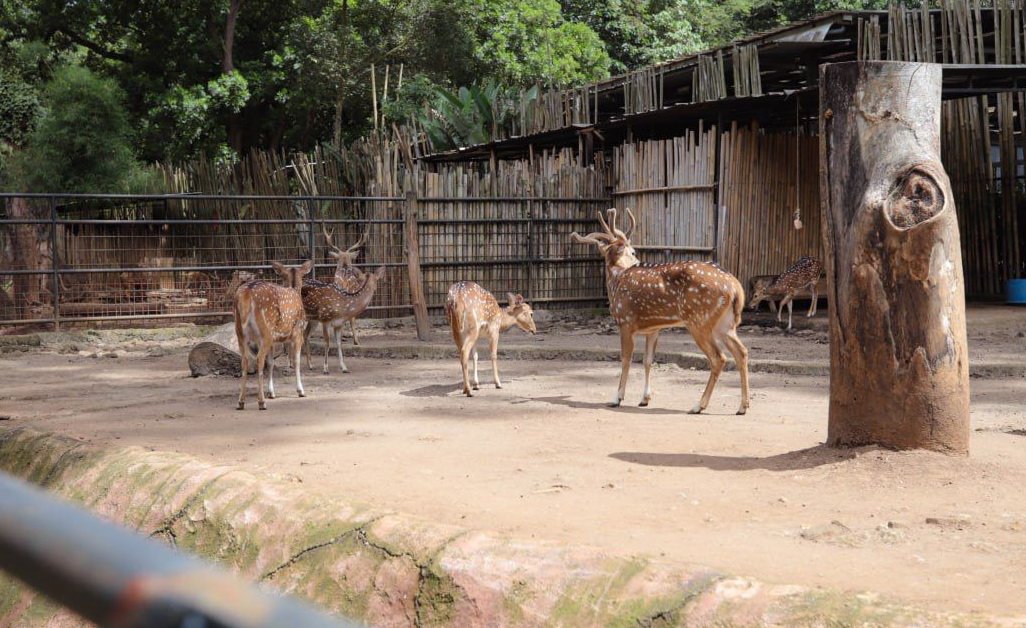 Farhan: Pengelola Baru Kebun Binatang Bandung Rampung Akhir April 2026