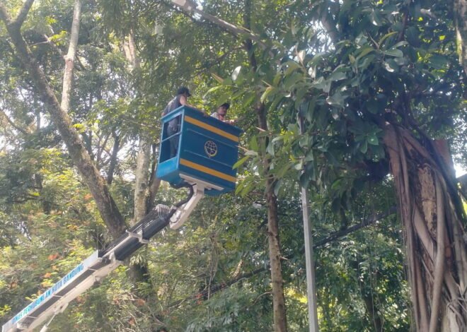 Gubernur Larang Penebangan dan Pemangkasan Pohon di Jalan Provinsi Tanpa Ijin