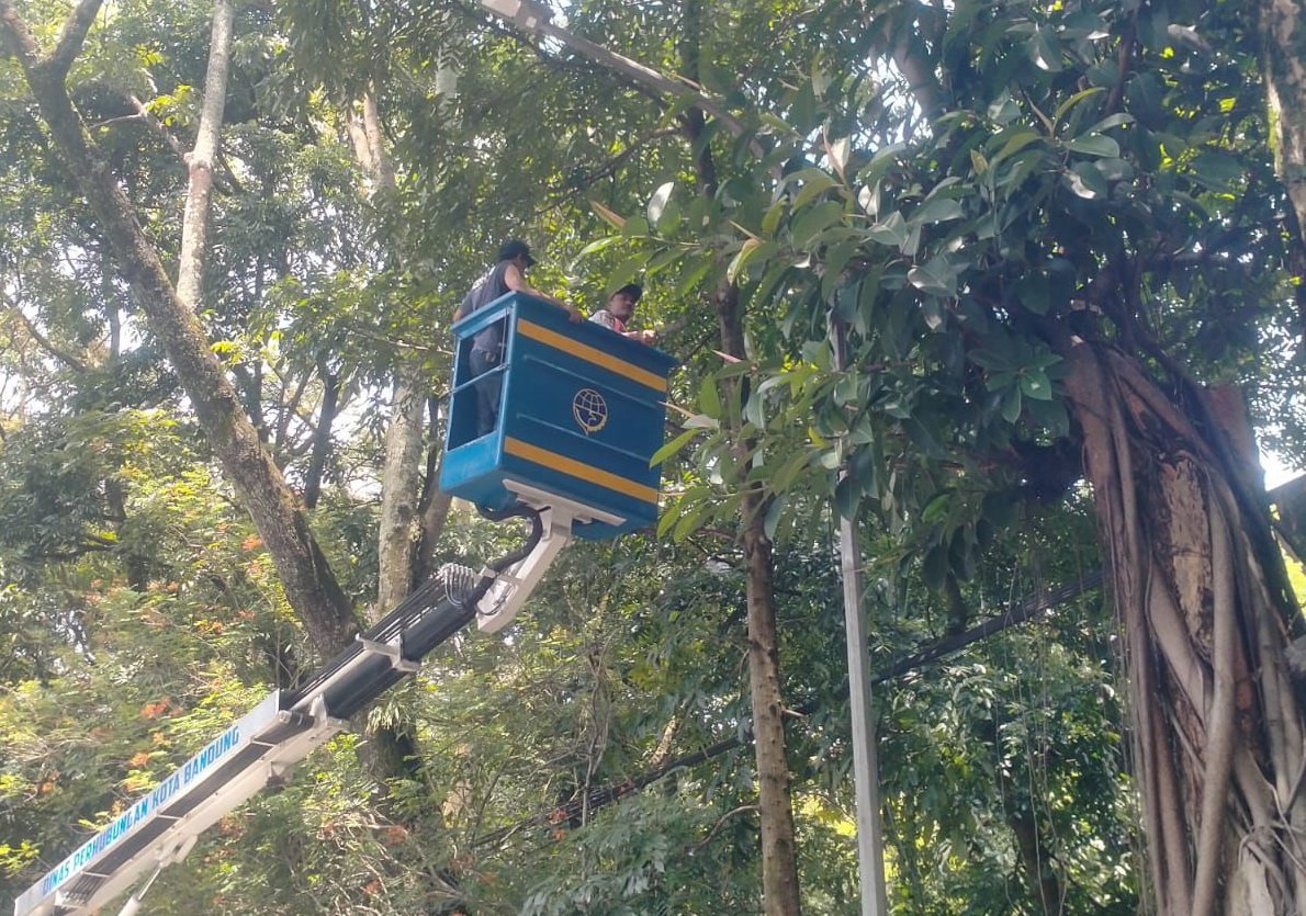 Gubernur Larang Penebangan dan Pemangkasan Pohon di Jalan Provinsi Tanpa Ijin